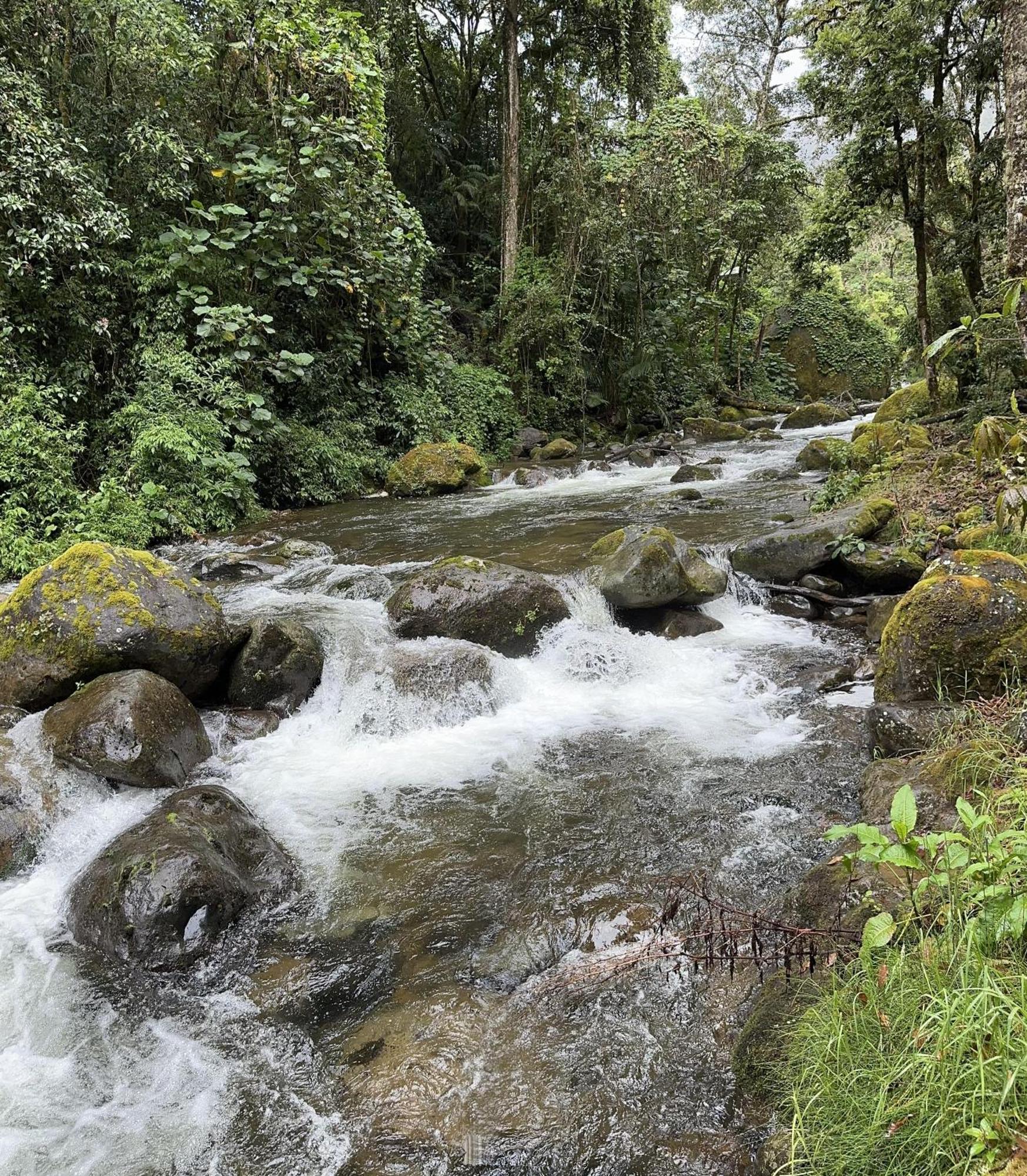 Entre Arboles Lodge San Gerardo de Dota Ngoại thất bức ảnh