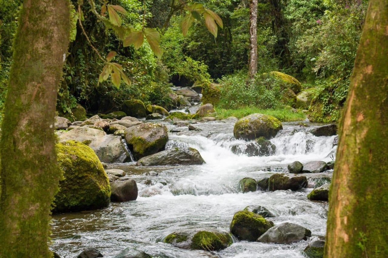 Entre Arboles Lodge San Gerardo de Dota Ngoại thất bức ảnh