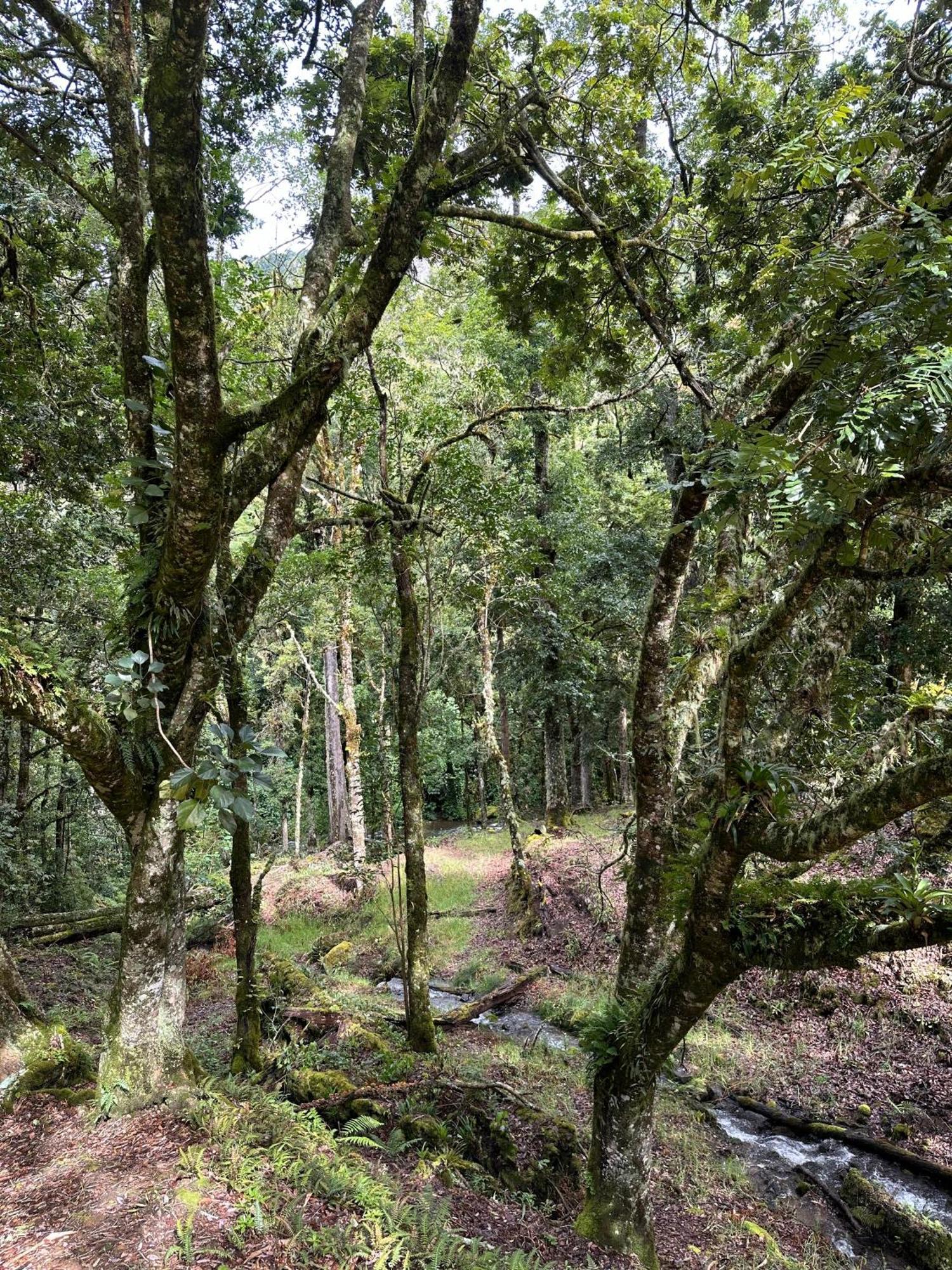 Entre Arboles Lodge San Gerardo de Dota Ngoại thất bức ảnh
