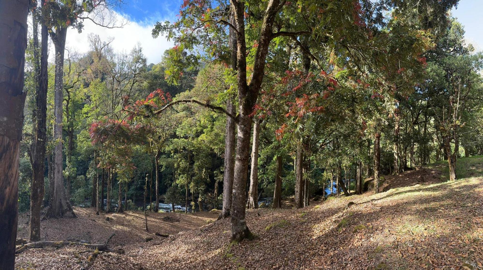 Entre Arboles Lodge San Gerardo de Dota Ngoại thất bức ảnh
