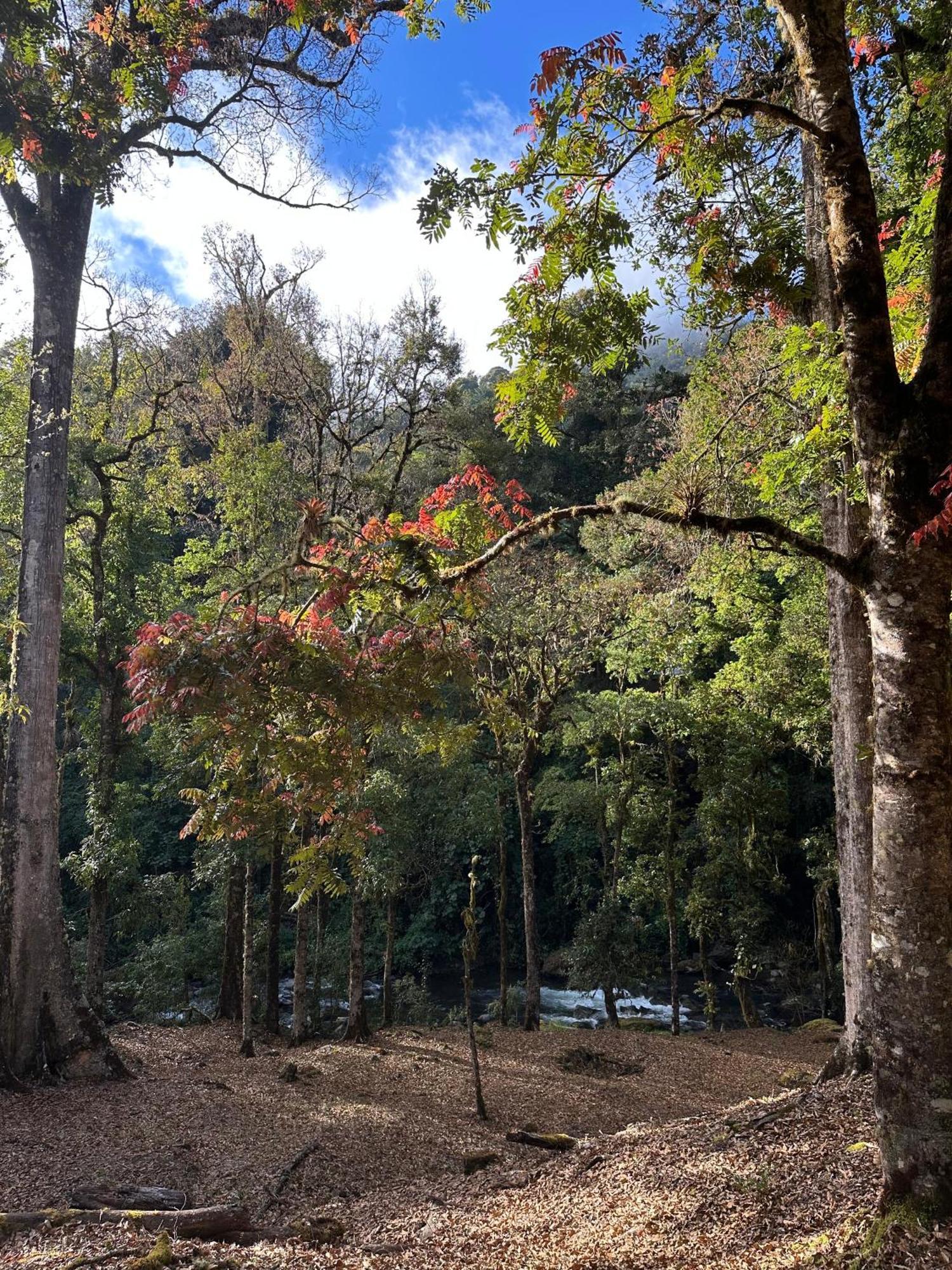 Entre Arboles Lodge San Gerardo de Dota Ngoại thất bức ảnh